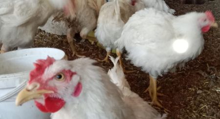 İzmir Adaklik Horoz Fiyatları